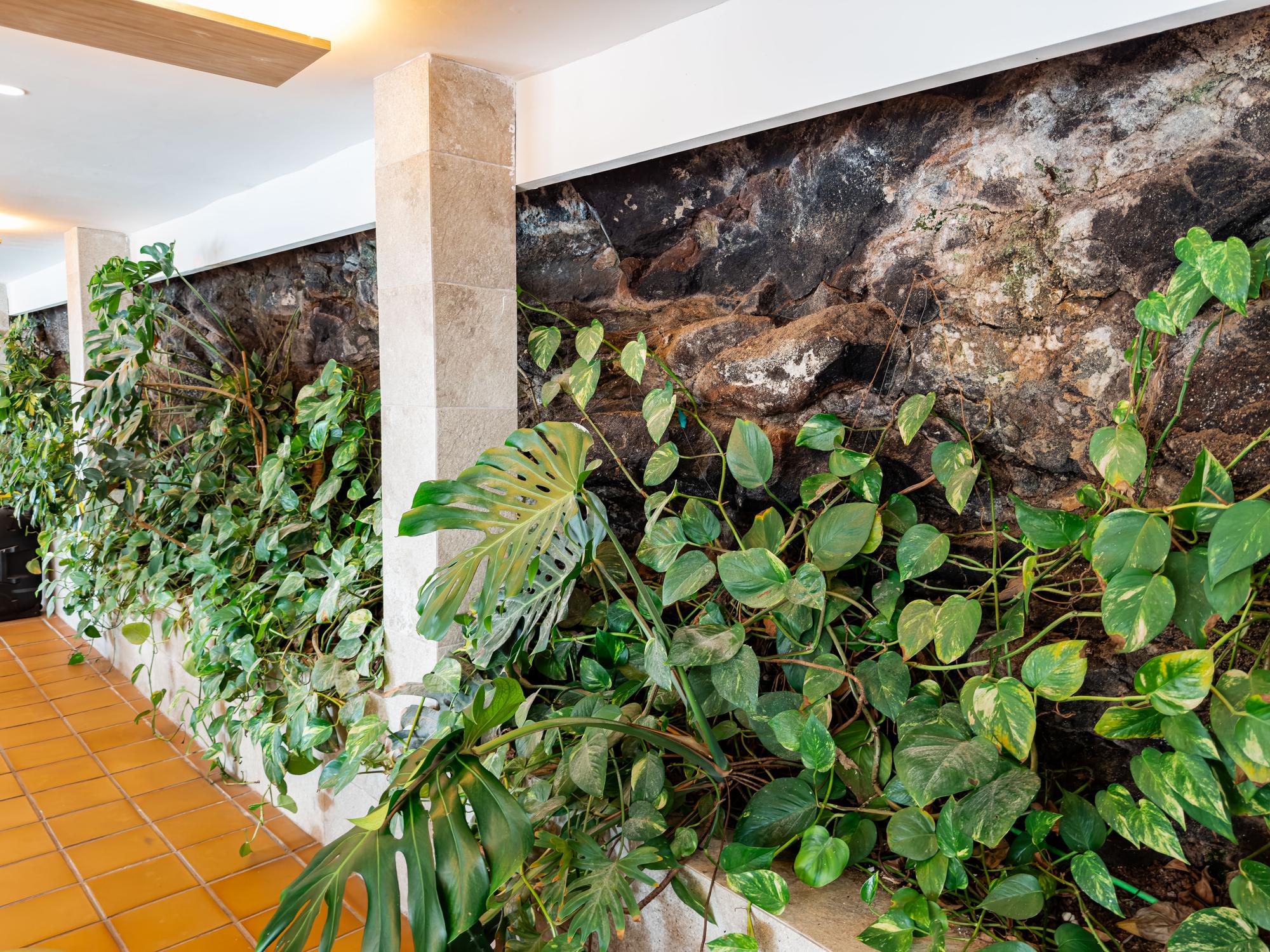 الجدران الخضراء 